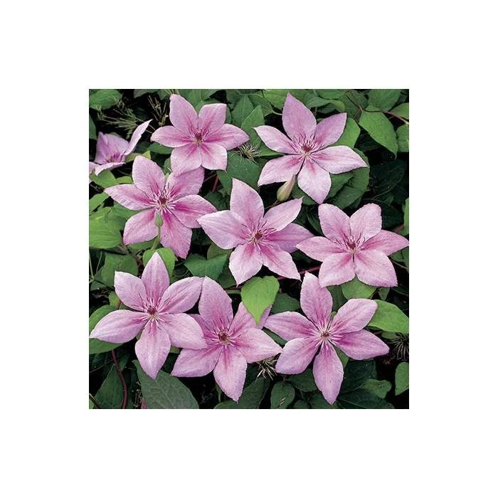 50-90cm Clematis 'Pink Fantasy' - 3L Pot | Vibrant Climbing Plant for Gardens 7 50-90cm Clematis 'Pink Fantasy' - 3L Pot | Vibrant Climbing Plant for Gardens - Image 5