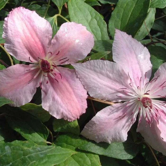 50-90cm Clematis 'Pink Fantasy' - 3L Pot | Vibrant Climbing Plant for Gardens 3 50-90cm Clematis 'Pink Fantasy' - 3L Pot | Vibrant Climbing Plant for Gardens