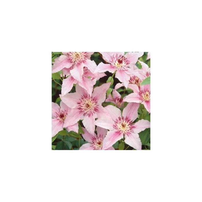 50-90cm Clematis 'Pink Fantasy' - 3L Pot | Vibrant Climbing Plant for Gardens 4 50-90cm Clematis 'Pink Fantasy' - 3L Pot | Vibrant Climbing Plant for Gardens - Image 2