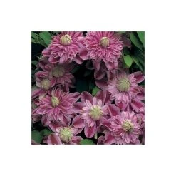 50-90cm Clematis 'Josephine' (Evijohill) - 3L Pot | Premium Climbing Plant for Gardens -September Plants Shop PL13669 add image 2 bd9a