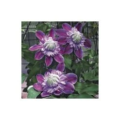 50-90cm Clematis 'Josephine' (Evijohill) - 3L Pot | Premium Climbing Plant for Gardens -September Plants Shop PL13669 add image 3 06ef