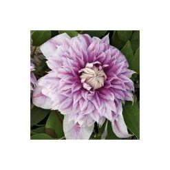 50-90cm Clematis 'Josephine' (Evijohill) - 3L Pot | Premium Climbing Plant for Gardens