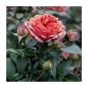 Duchess Of Cornwall Bush Rose - 5.5L | Fragrant Ornamental Shrub for Gardens -September Plants Shop PL20802 main image f1ab