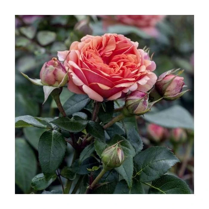 Duchess Of Cornwall Bush Rose - 5.5L | Fragrant Ornamental Shrub for Gardens 3 Duchess Of Cornwall Bush Rose - 5.5L | Fragrant Ornamental Shrub for Gardens