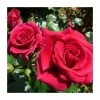 Lovestruck Bush Rose - 5.5L Pot | Vibrant Ornamental Shrub for Gardens -September Plants Shop PL20804 main image 7c4c