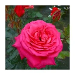 My Dad Bush Rose - 5.5L Pot | Hardy Rose Bushes for Gardens