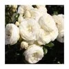 Sweet Child Of Mine Bush Rose - 5.5L Pot | Fragrant Ornamental Shrub for Gardens