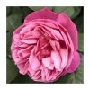The Anniversary Rose Bush Rose - 5.5L Pot | Beautiful Ornamental Shrub for Gardens -September Plants Shop PL20817 main image 2133
