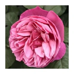 The Anniversary Rose Bush Rose - 5.5L Pot | Beautiful Ornamental Shrub for Gardens