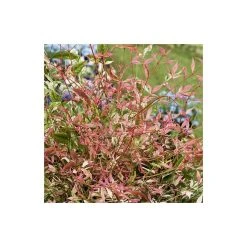 2ft Nandina 'Twilight' Heavenly Bamboo | 10L Pot | Ornamental Shrubs for Gardens -September Plants Shop PL300810L add image 1 7700