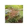 2ft Nandina 'Twilight' Heavenly Bamboo | 10L Pot | Ornamental Shrubs for Gardens -September Plants Shop PL300810L main image 3f25