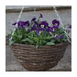 Viola 'Deep Marina Petite' | 30cm Rattan Hanging Basket - Premium Bedding Plants for Vibrant Gardens