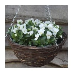 Viola 'White Petite' | 30cm Rattan Hanging Basket - Elegant Bedding Plant for Indoor & Outdoor Decor
