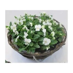 September Plants Shop -September Plants Shop PL50122 rollover image cd5d