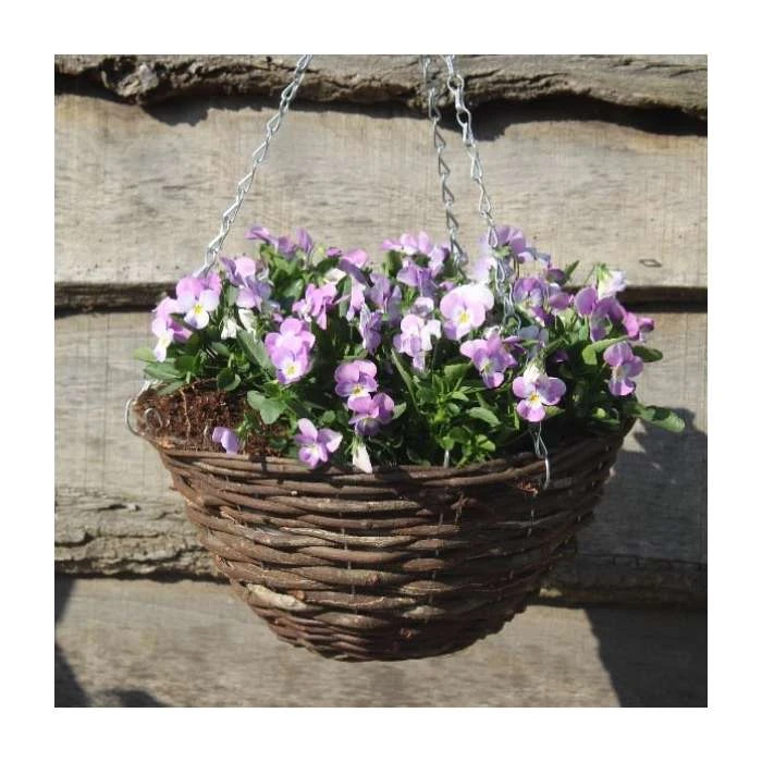 Viola 'Lavender Petite' | 30cm Rattan Hanging Basket - Perfect for Bedding Plants 3 Viola 'Lavender Petite' | 30cm Rattan Hanging Basket - Perfect for Bedding Plants