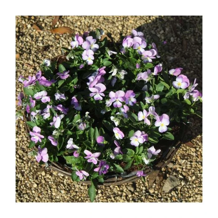 Viola 'Lavender Petite' | 30cm Rattan Hanging Basket - Perfect for Bedding Plants 4 Viola 'Lavender Petite' | 30cm Rattan Hanging Basket - Perfect for Bedding Plants - Image 2
