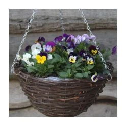 Viola 'Petite Mixed' | 30cm Rattan Hanging Basket - Vibrant Bedding Plants for Your Garden