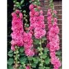 Alcea rosea 'Chaters Double Rose' Hollyhock - Double Bloom Perennial Plant -September Plants Shop PL503787 main 2504