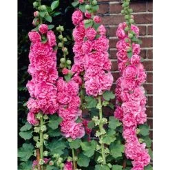 Alcea rosea 'Chaters Double Rose' Hollyhock - Double Bloom Perennial Plant