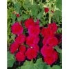 Alcea rosea 'Chaters Double Scarlet' Hollyhock - Double Scarlet Perennial Plant 2 Alcea rosea 'Chaters Double Scarlet' Hollyhock - Double Scarlet Perennial Plant -September Plants Shop PL503789 main 9927