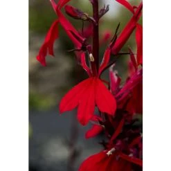 Lobelia speciosa 'Queen Victoria' Cardinal Flower - Vibrant Red Perennial Plant for Gardens