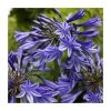 Agapanthus 'Midnight Dream' | 2L Pot - Stunning Perennial Plant for Your Garden 1 Agapanthus 'Midnight Dream' | 2L Pot - Stunning Perennial Plant for Your Garden -September Plants Shop PL50772 main image 4f87