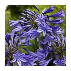 Agapanthus 'Midnight Dream' | 2L Pot - Stunning Perennial Plant for Your Garden