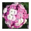 Dianthus barbatus 'Dash F1 Magician' | 10.5cm Pot | Alpine & Perennial Plant 1 Dianthus barbatus 'Dash F1 Magician' | 10.5cm Pot | Alpine & Perennial Plant -September Plants Shop PL50783 main image 3ade