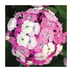 Dianthus barbatus 'Dash F1 Magician' | 10.5cm Pot | Alpine & Perennial Plant