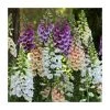 Digitalis purpurea 'Dalmation Mix' | 3 x 10.5cm Pots - Hardy Perennial Alpine Plants -September Plants Shop PL50784 main image d1cb