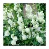 Alcea rosea 'Chaters Double White' Hollyhock - Double White Perennial Flower Plant