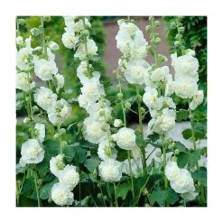 Alcea rosea 'Chaters Double White' Hollyhock - Double White Perennial Flower Plant