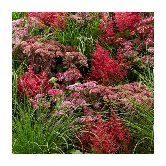 Achillea millefolium 'Summer Pastels' | 2L Pot | Hardy Perennial Plant | Vibrant Summer Blooms 3 Achillea millefolium 'Summer Pastels' | 2L Pot | Hardy Perennial Plant | Vibrant Summer Blooms