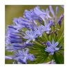 Agapanthus 'Enigma' | 2L Pot - Hardy Perennial Plant for Stunning Garden Displays