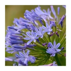 Agapanthus 'Enigma' | 2L Pot - Hardy Perennial Plant for Stunning Garden Displays