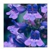 Penstemon 'Heavenly Blue' | 2L Pot | Hardy Perennial Plant | Vibrant Blue Flowers