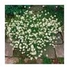 Dianthus deltoides 'Albus' | 2L Pot | Hardy Perennial Ground Cover Plant