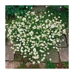 Dianthus deltoides 'Albus' | 2L Pot | Hardy Perennial Ground Cover Plant