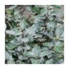 25-30cm Elaeagnus x Ebbingei | Evergreen Ornamental Shrub | 17cm Pot