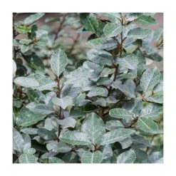 25-30cm Elaeagnus x Ebbingei | Evergreen Ornamental Shrub | 17cm Pot