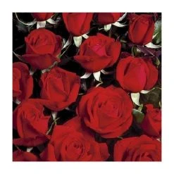 Happy Ruby Wedding Bush Rose - 5.5L Pot | Vibrant Ornamental Shrub for Gardens -September Plants Shop PL6121A add image 2 3311