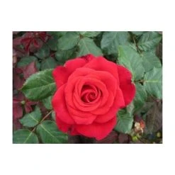 Happy Ruby Wedding Bush Rose - 5.5L Pot | Vibrant Ornamental Shrub for Gardens -September Plants Shop PL6121A add image 3 f513