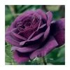 Ebb Tide Bush Rose - 4L Pot | Fragrant Purple Blooms | Ornamental Shrubs -September Plants Shop PL6125A main image 5ed8