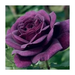Ebb Tide Bush Rose - 4L Pot | Fragrant Purple Blooms | Ornamental Shrubs