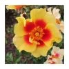 Eye Of The Tiger' Bush Rose - 4L Pot | Vibrant Ornamental Shrub for Gardens -September Plants Shop PL6126A main image 1305