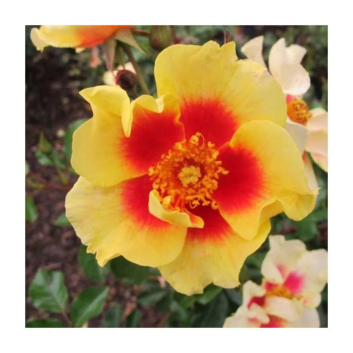 Eye Of The Tiger' Bush Rose - 4L Pot | Vibrant Ornamental Shrub for Gardens 3 Eye Of The Tiger' Bush Rose - 4L Pot | Vibrant Ornamental Shrub for Gardens