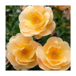 Flower Carpet Amber Ground Cover Rose - 4L Pot | Hardy Ornamental Shrub