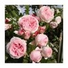 Giardina Climber Rose Bush - 5.5L Pot | Hardy Garden Rose Plant -September Plants Shop PL6132A main image ac75