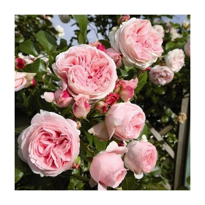 Giardina Climber Rose Bush - 5.5L Pot | Hardy Garden Rose Plant 3 Giardina Climber Rose Bush - 5.5L Pot | Hardy Garden Rose Plant