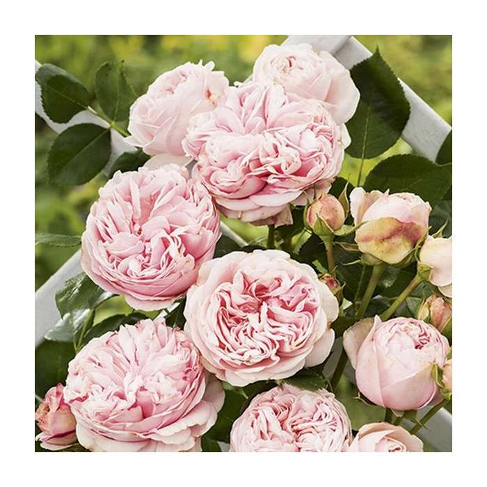Giardina Climber Rose Bush - 5.5L Pot | Hardy Garden Rose Plant 4 Giardina Climber Rose Bush - 5.5L Pot | Hardy Garden Rose Plant - Image 2
